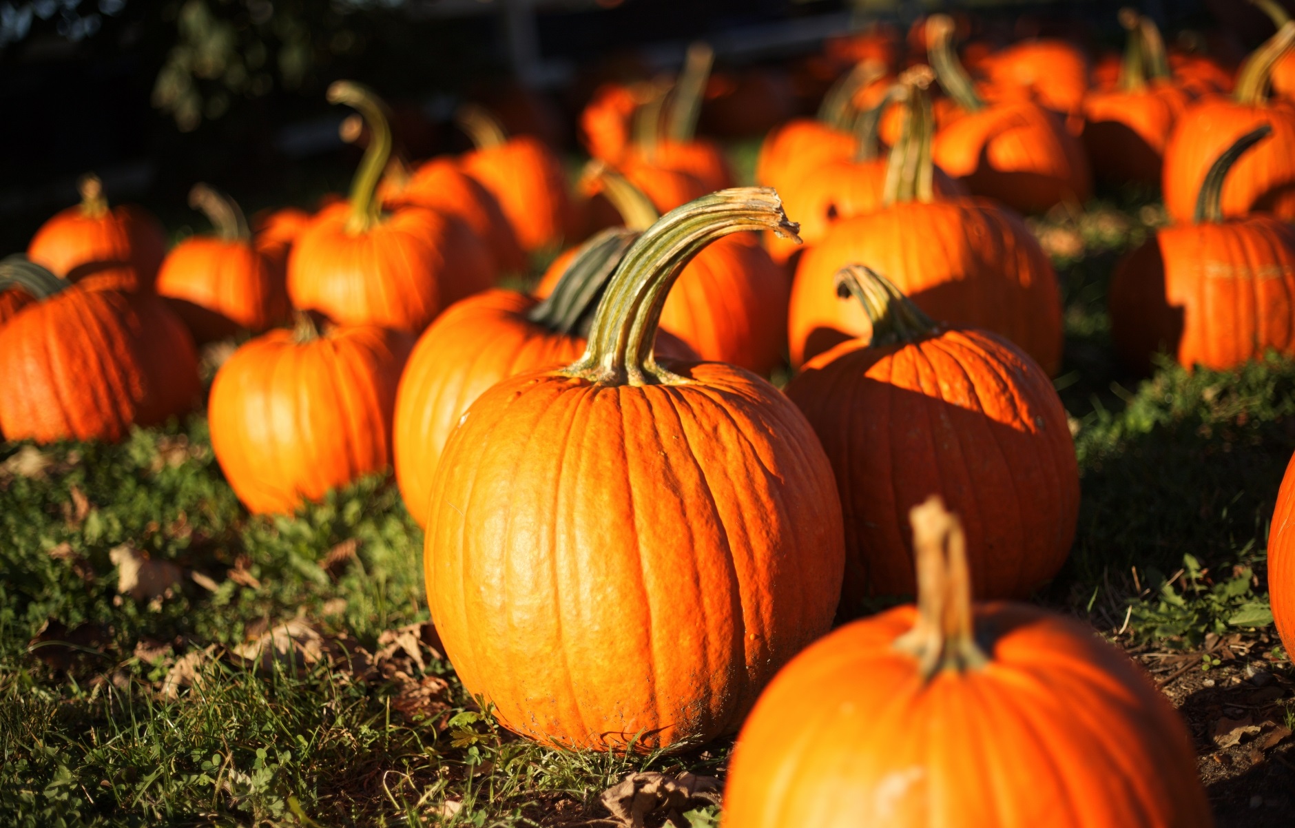 California pumpkin season