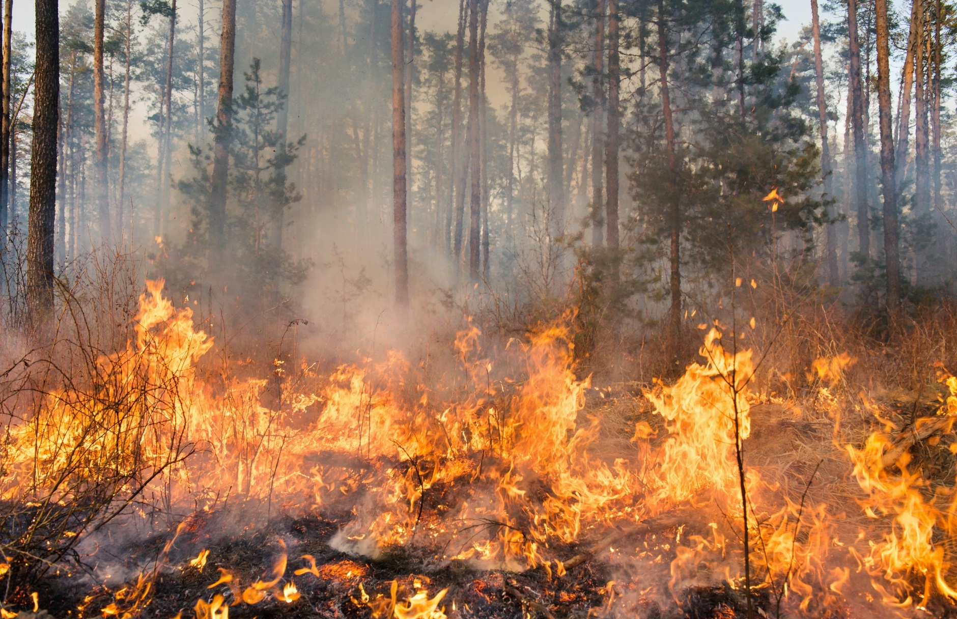 Cash Relief for Wildfire Survivors