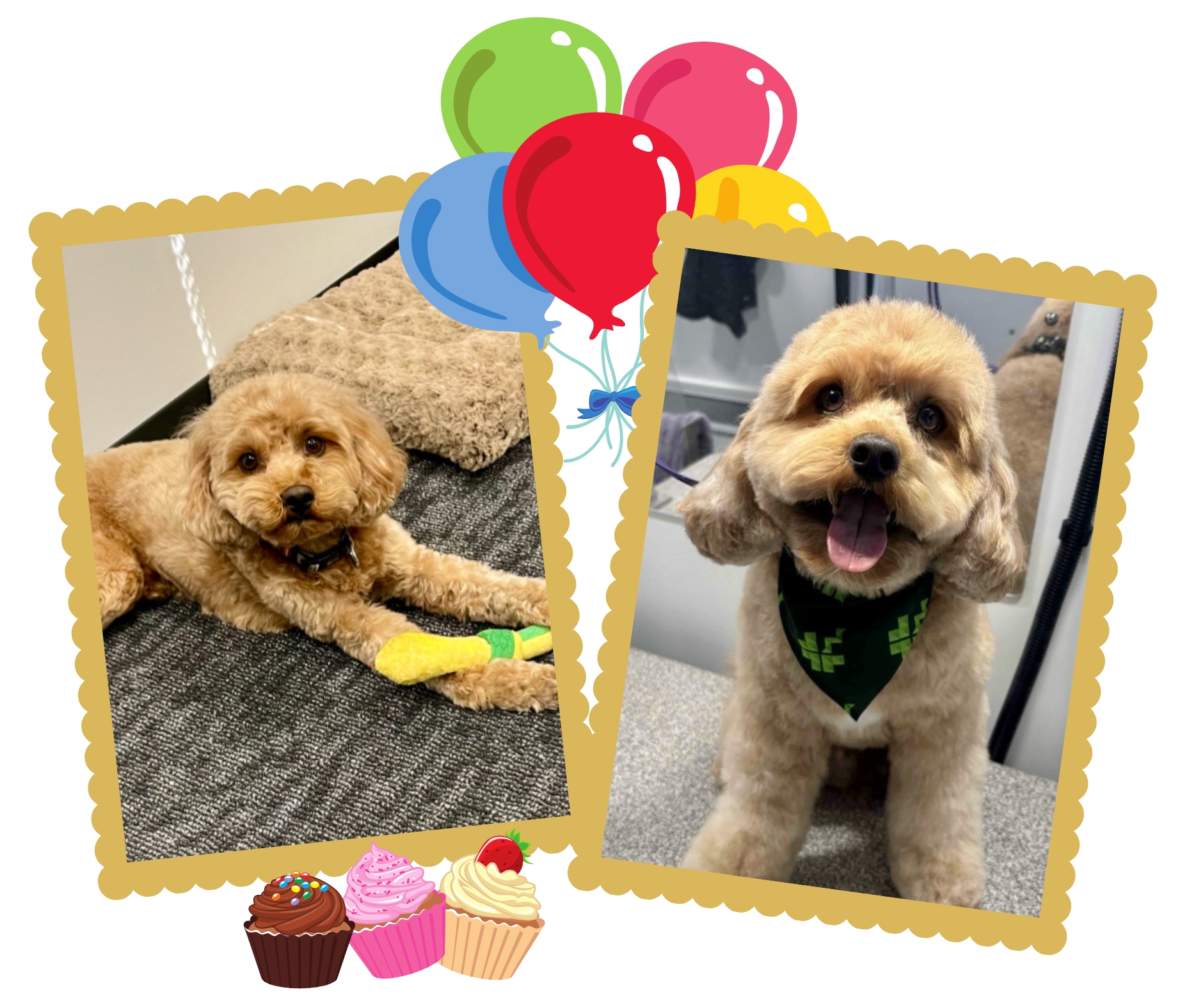 Happy Barkday Biscuit!